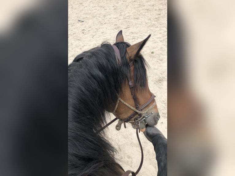 Welsh-D Wallach 4 Jahre 150 cm Brauner in Gleichen