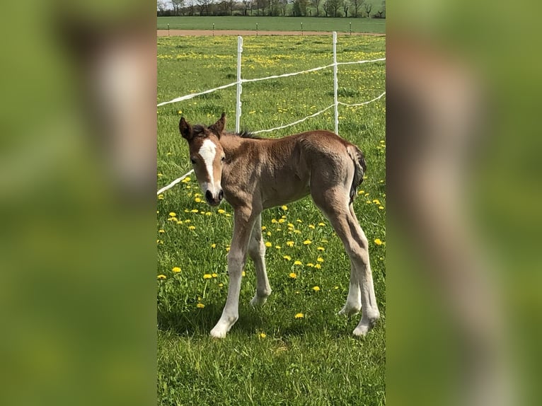 Welsh-D Wallach 4 Jahre 150 cm Brauner in Gleichen
