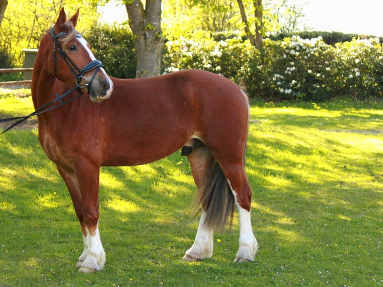 Welsh-D Wallach 4 Jahre 150 cm Fuchs in Henstedt-Ulzburg