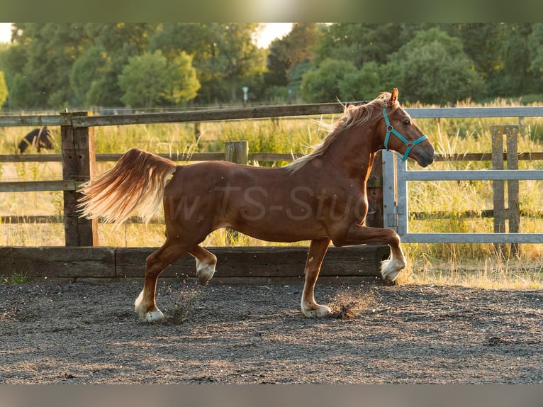 Welsh-D Wallach 4 Jahre 150 cm Fuchs in Meerbusch