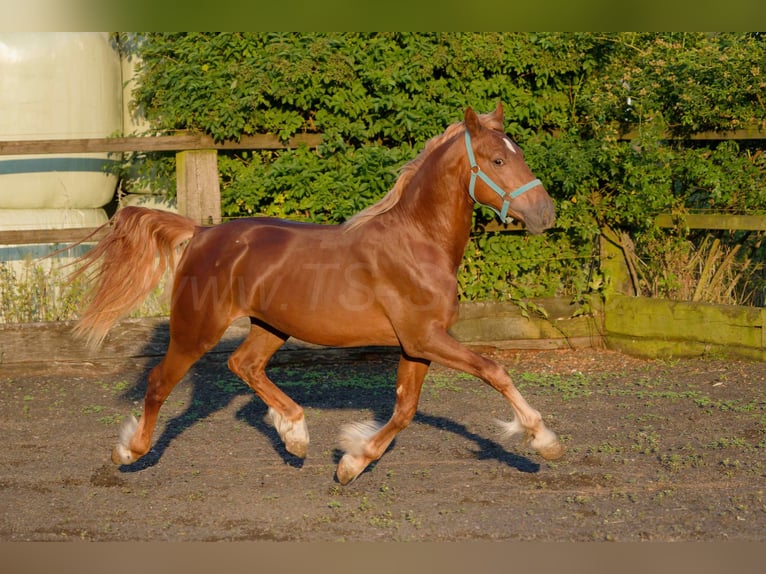 Welsh-D Wallach 4 Jahre 150 cm Fuchs in Meerbusch