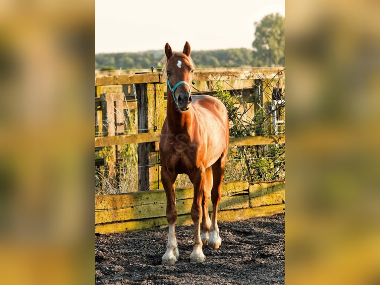 Welsh-D Wallach 4 Jahre 150 cm Fuchs in Meerbusch