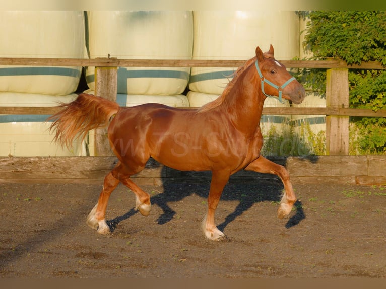 Welsh-D Wallach 4 Jahre 150 cm Fuchs in Meerbusch