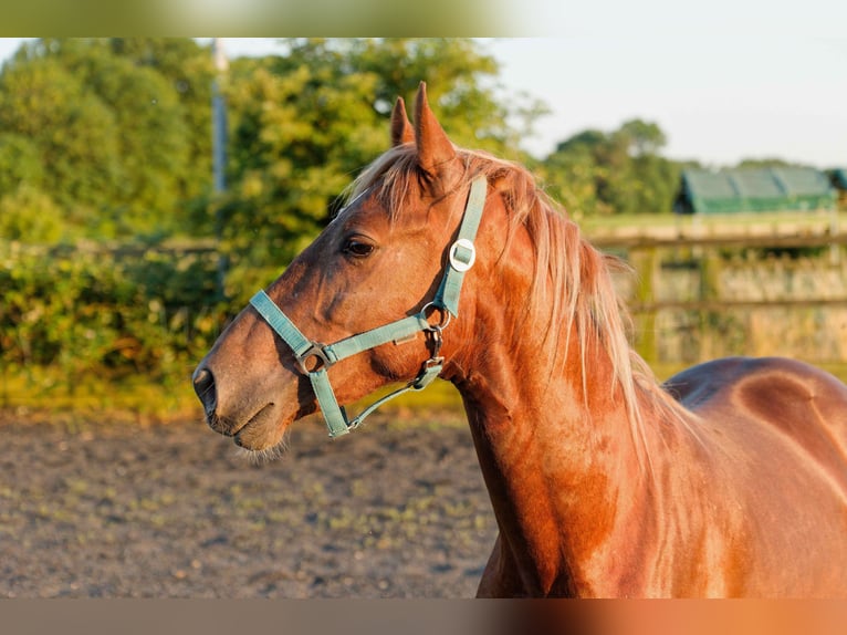 Welsh-D Wallach 4 Jahre 150 cm Fuchs in Meerbusch
