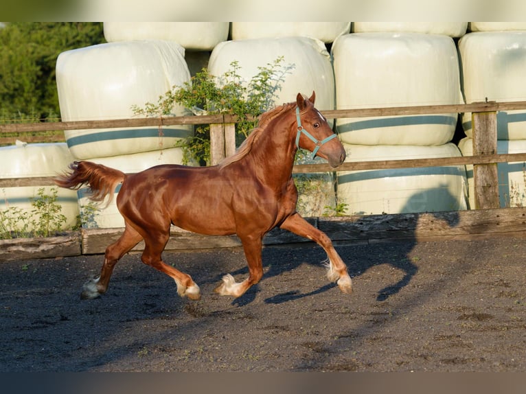 Welsh-D Wallach 4 Jahre 150 cm Fuchs in Meerbusch