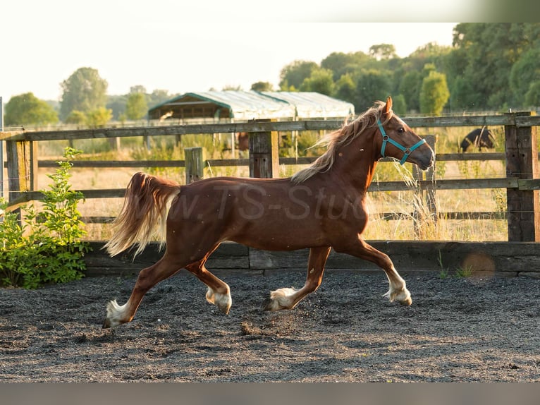 Welsh-D Wallach 4 Jahre 150 cm Fuchs in Meerbusch