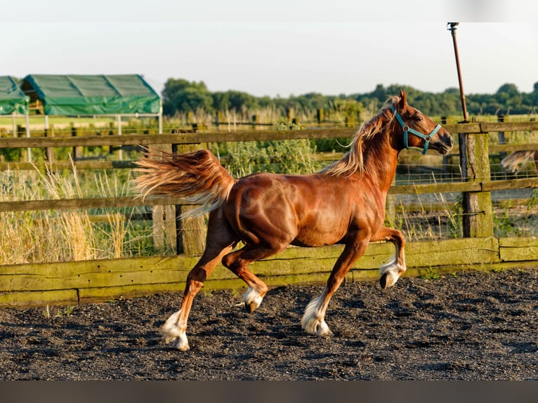 Welsh-D Wallach 4 Jahre 150 cm Fuchs in Meerbusch