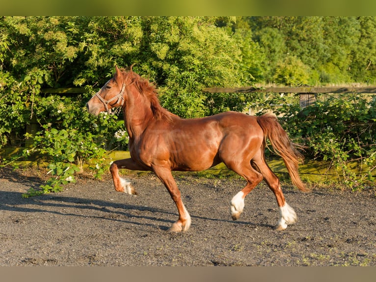 Welsh-D Wallach 4 Jahre 155 cm Fuchs in Meerbusch