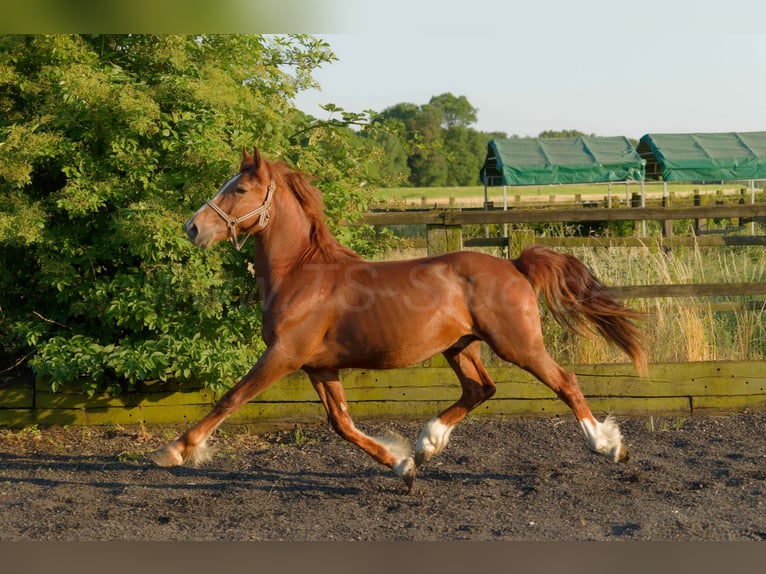 Welsh-D Wallach 4 Jahre 155 cm Fuchs in Meerbusch