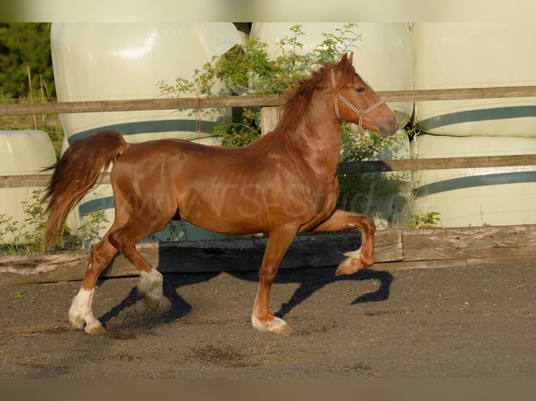 Welsh-D Wallach 4 Jahre 155 cm Fuchs in Meerbusch