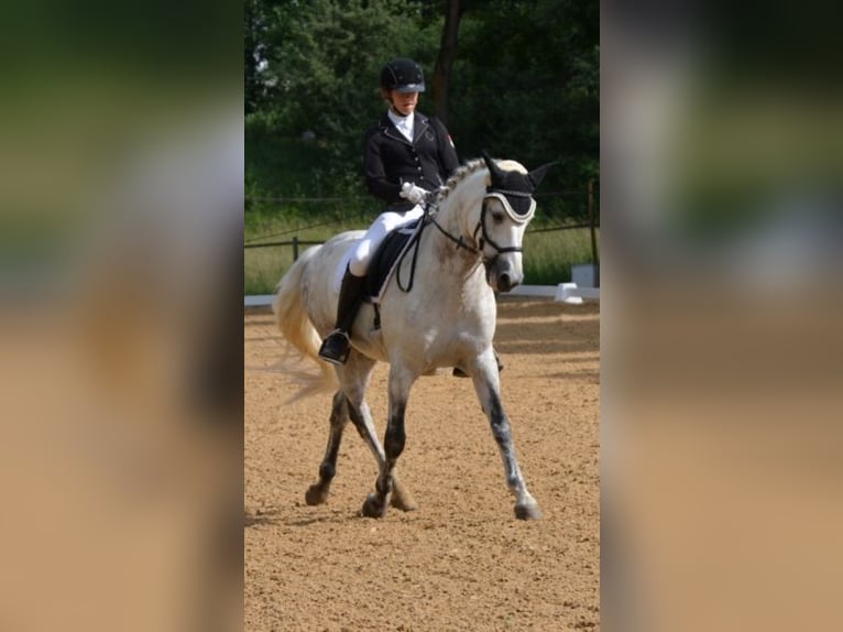 Welsh-D Wallach 5 Jahre 142 cm Apfelschimmel in Remscheid, North Rhine-Westphalia Welsh-D Wallach 5 Jahre 142 cm Apfelschimmel in Remscheid, North Rhine-Westphalia