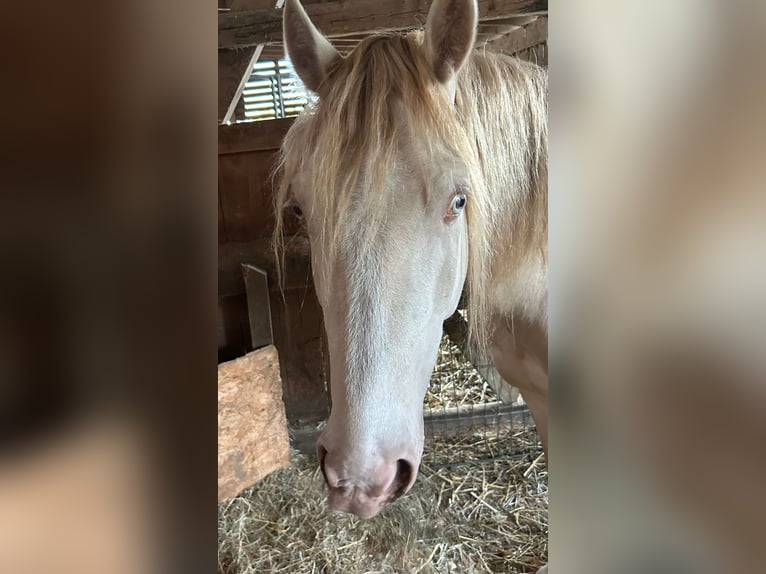 Welsh-D Wallach 5 Jahre 142 cm Cremello in Butzbach