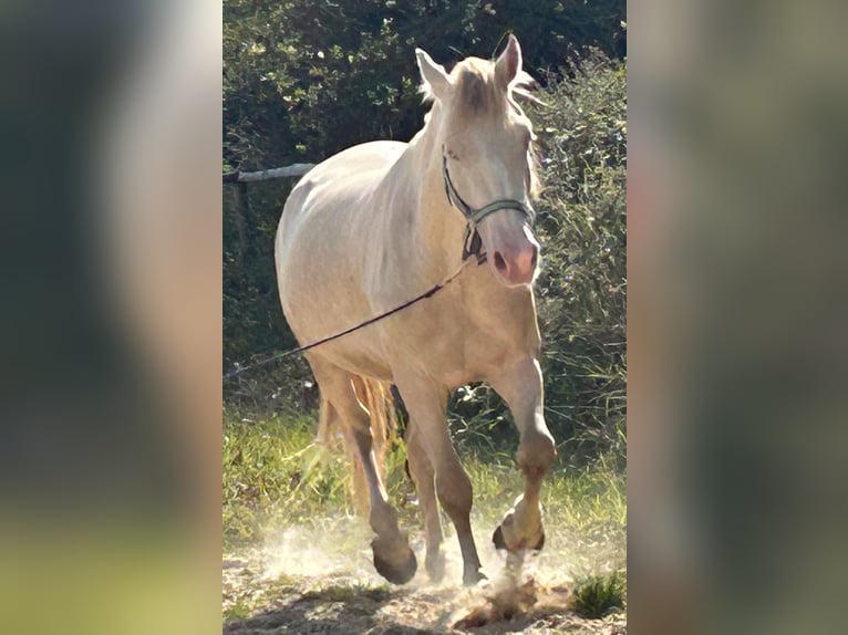 Welsh-D Wallach 5 Jahre 143 cm Cremello in Butzbach