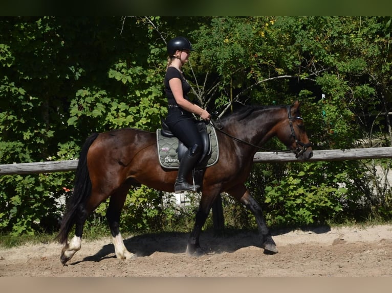 Welsh-D Wallach 5 Jahre 147 cm Brauner in Schönborn