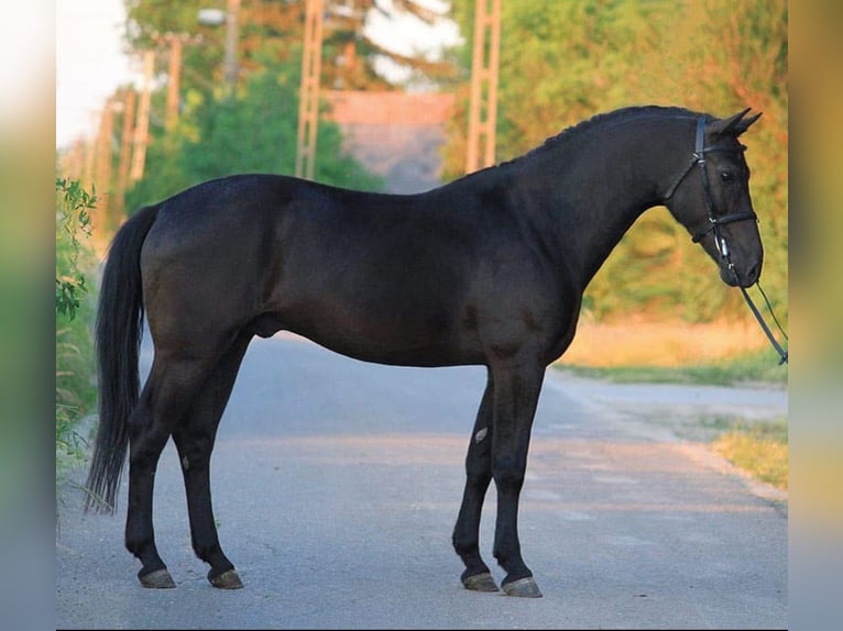 Welsh-D Wallach 5 Jahre 147 cm Rappe in Murska Soboda