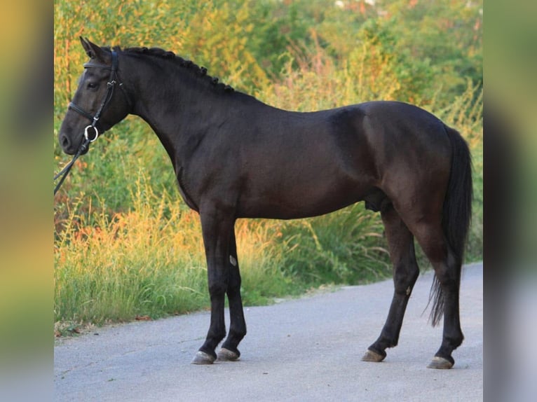 Welsh-D Wallach 5 Jahre 147 cm Rappe in Murska Soboda