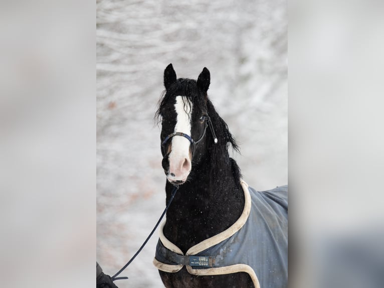 Welsh-D Wallach 5 Jahre 148 cm Schwarzbrauner in Borken
