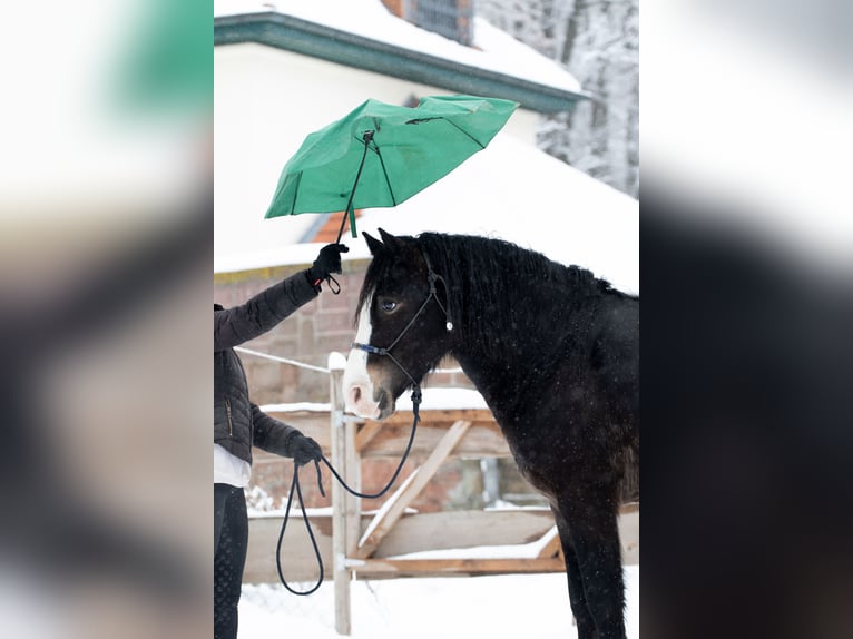 Welsh-D Wallach 5 Jahre 148 cm Schwarzbrauner in Borken