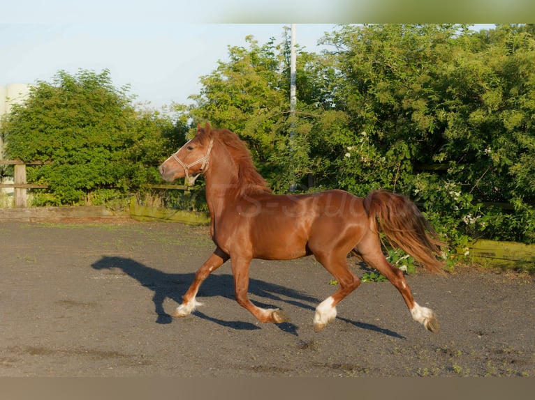Welsh-D Wallach 5 Jahre 155 cm Fuchs in Meerbusch