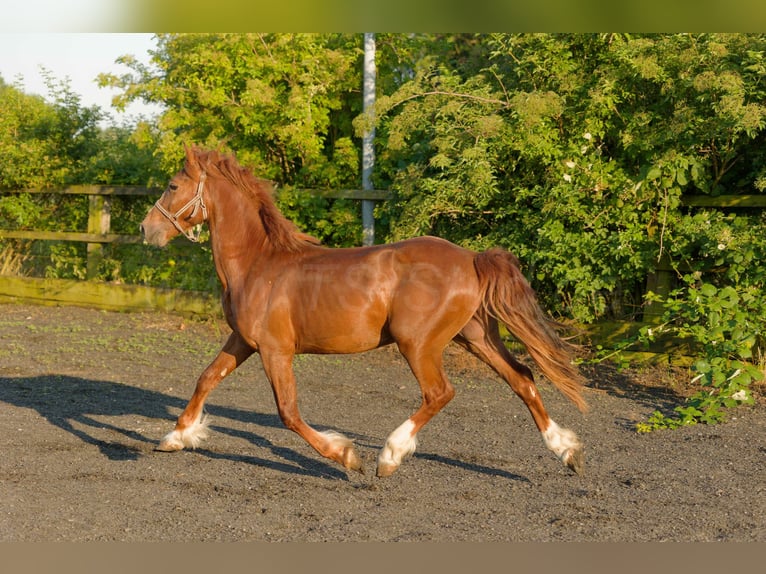 Welsh-D Wallach 5 Jahre 155 cm Fuchs in Meerbusch