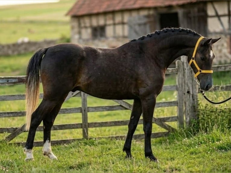 Welsh-D Wallach 6 Jahre 141 cm Falbe in Murska Soboda