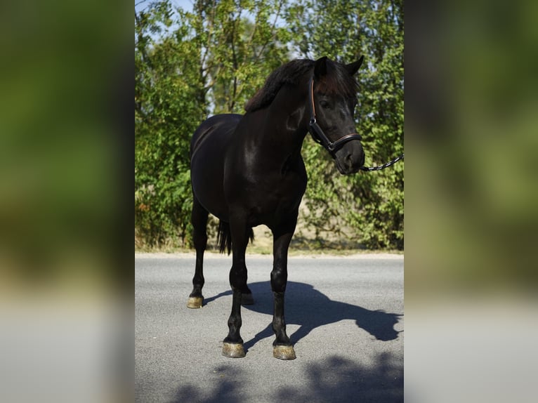Welsh-D Wallach 6 Jahre 145 cm Rappe in Nagyszénas