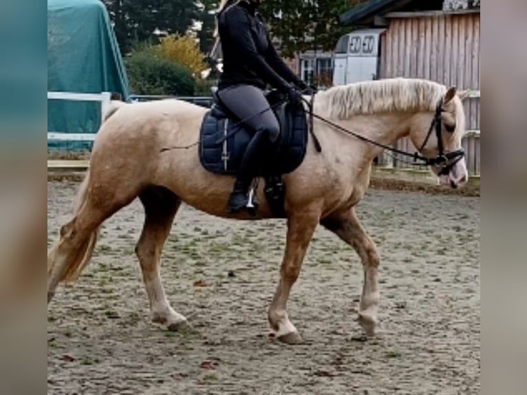 Welsh-D Wallach 6 Jahre 147 cm Palomino in D&#xE4;nischenhagen