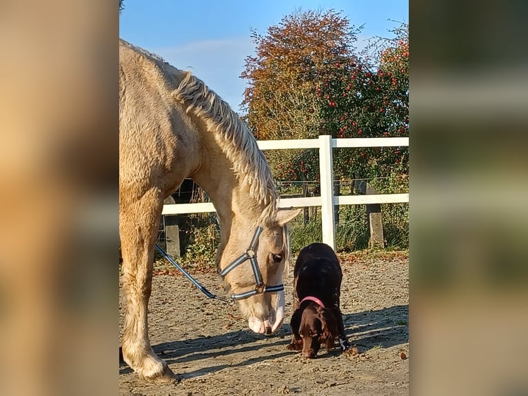 Welsh-D Wallach 6 Jahre 147 cm Palomino in D&#xE4;nischenhagen