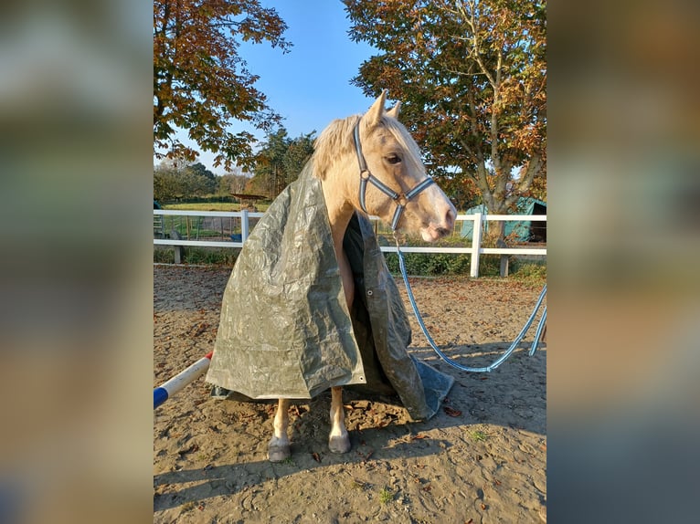 Welsh-D Wallach 6 Jahre 147 cm Palomino in D&#xE4;nischenhagen