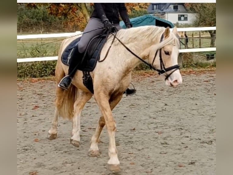 Welsh-D Wallach 6 Jahre 147 cm Palomino in D&#xE4;nischenhagen