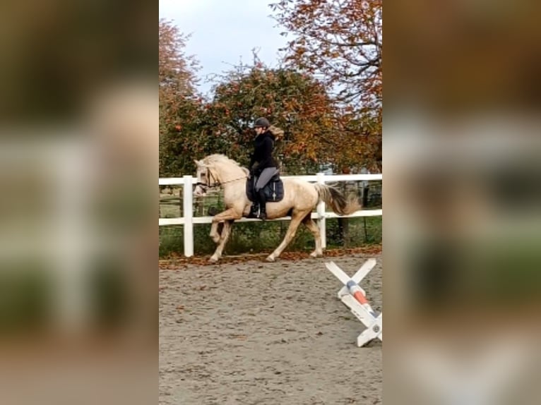 Welsh-D Wallach 6 Jahre 147 cm Palomino in D&#xE4;nischenhagen