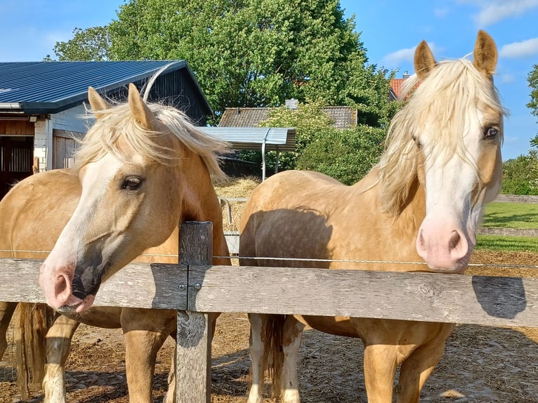 Welsh-D Wallach 6 Jahre 147 cm Palomino in D&#xE4;nischenhagen