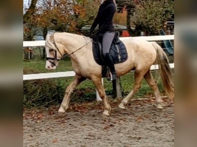 Welsh-D Wallach 6 Jahre 147 cm Palomino in D&#xE4;nischenhagen