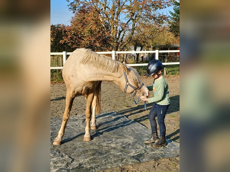 Welsh-D Wallach 6 Jahre 147 cm Palomino in D&#xE4;nischenhagen