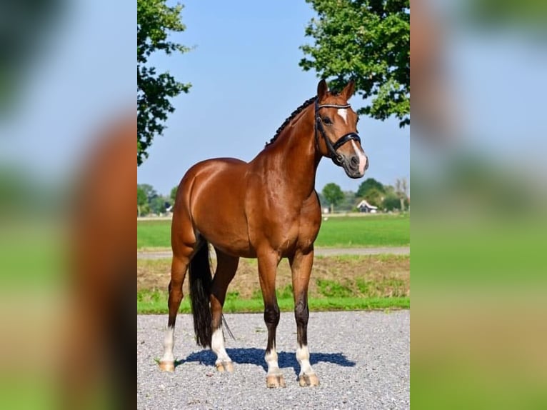 Welsh-D Wallach 6 Jahre 148 cm Dunkelbrauner in Groningen