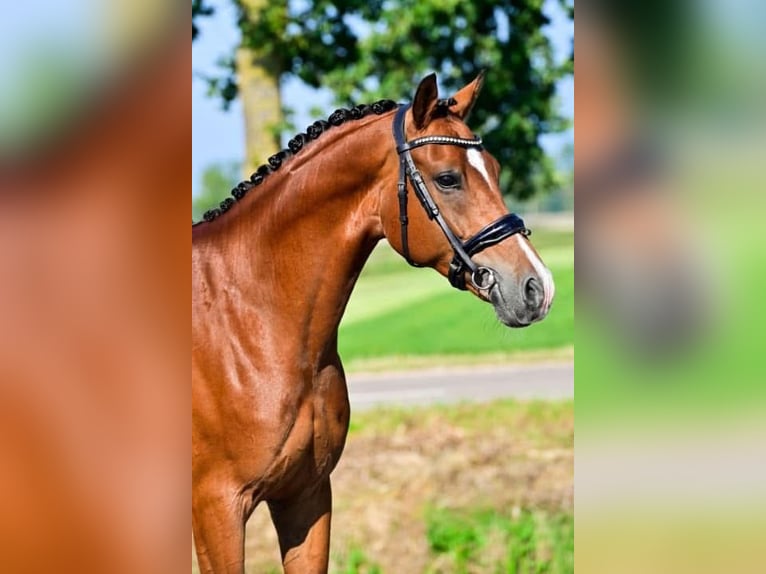 Welsh-D Wallach 6 Jahre 148 cm Dunkelbrauner in Groningen