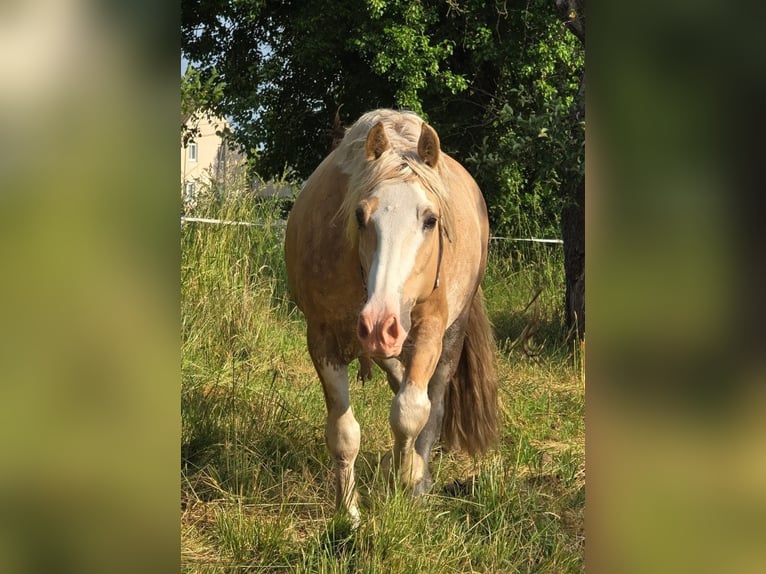 Welsh-D Wallach 6 Jahre 154 cm in Th&#xFC;mmlitzwalde