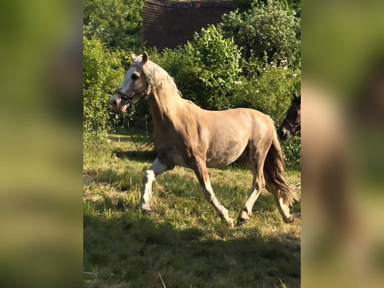 Welsh-D Wallach 6 Jahre 154 cm in Th&#xFC;mmlitzwalde
