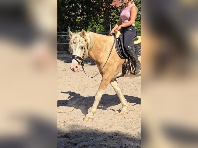 Welsh-D Wallach 6 Jahre 154 cm in Th&#xFC;mmlitzwalde