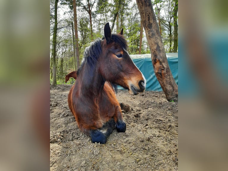 Welsh-D Wallach 6 Jahre in Rheinbach