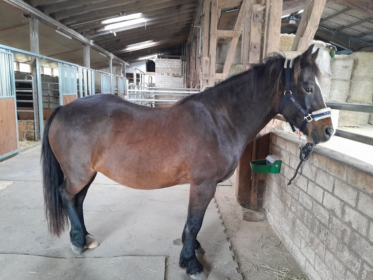 Welsh-D Wallach 6 Jahre in Rheinbach