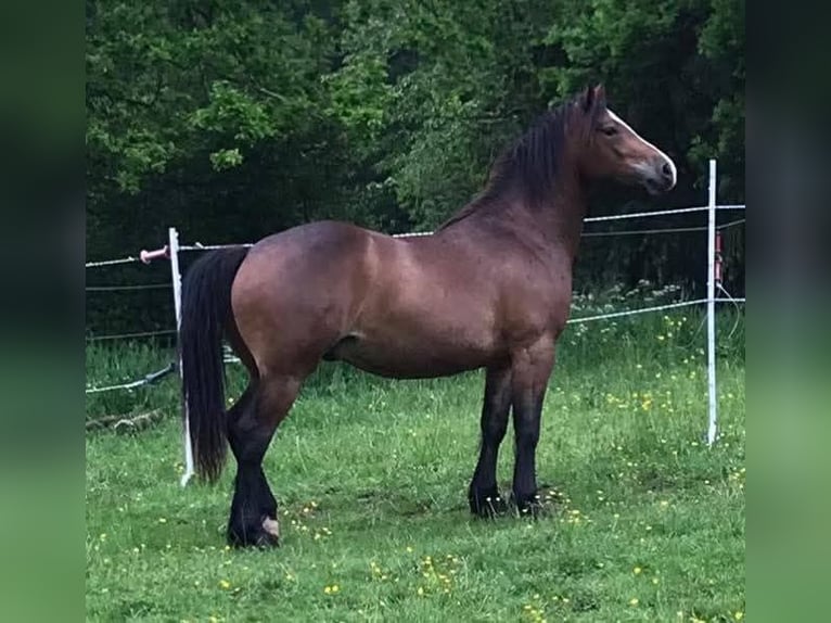 Welsh-D Wallach 6 Jahre in Rheinbach