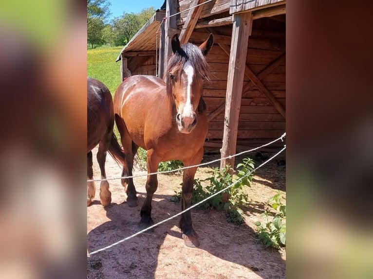 Welsh-D Wallach 6 Jahre in Rheinbach