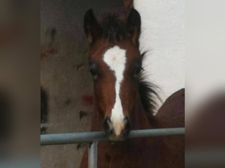 Welsh-D Wallach 6 Jahre in Rheinbach