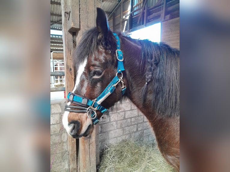 Welsh-D Wallach 6 Jahre in Rheinbach