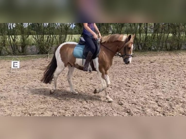 Welsh-D Wallach 7 Jahre 137 cm Schecke in Zutendaal