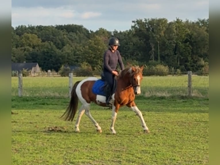Welsh-D Wallach 7 Jahre 137 cm Schecke in Zutendaal