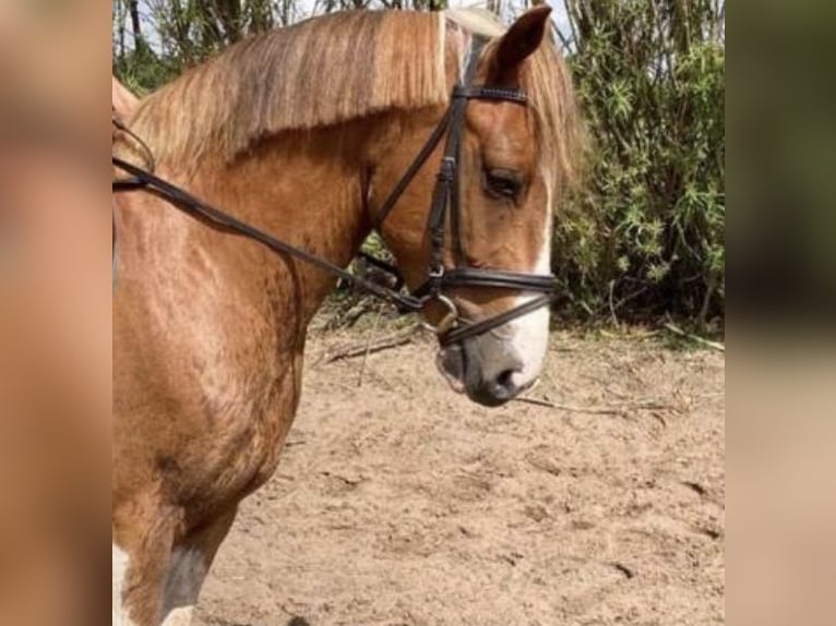 Welsh-D Wallach 7 Jahre 137 cm Schecke in Zutendaal