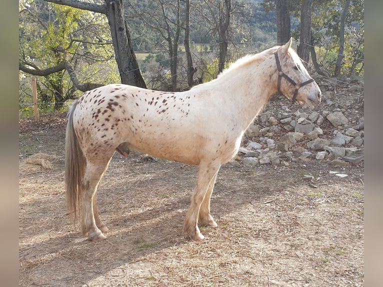 Welsh-D Mix Wallach 7 Jahre 140 cm in Vierherrenborn