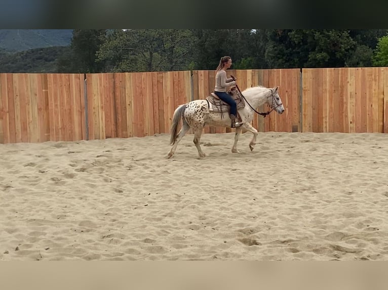 Welsh-D Mix Wallach 7 Jahre 140 cm in Vierherrenborn